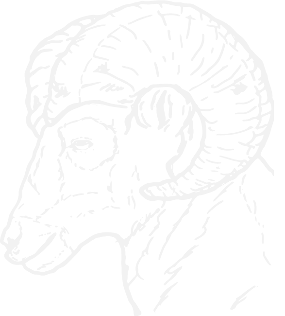 white sketch of ram head